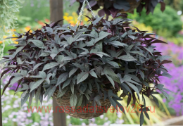  Sweet Caroline purple 26