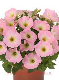  CAPELLA BABY PINK 11