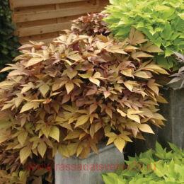  Sweet Caroline Bronze 16