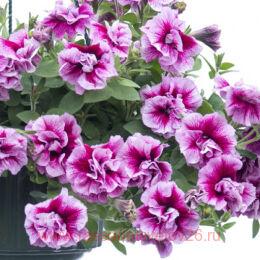  Tumbelina Francesca 18