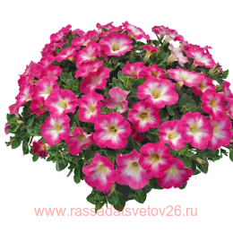 ������� VERANDA Pink Morn 44