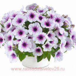  CAPELLA PURPLE VEINS