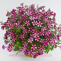  Littletunia bicolor Illusion