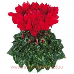  Halios Curly ECARLATE VIF 12