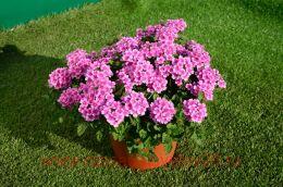  Vanessa Compact Rose 33