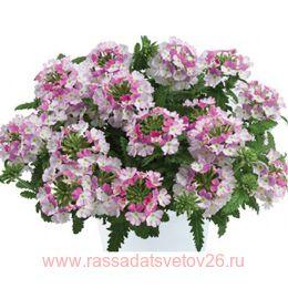   Vanessa Compact Bicolor Rose