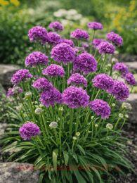 ������� ������������ Ballerina Lilac 8