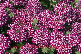   Voodoo 	Burgundy Star