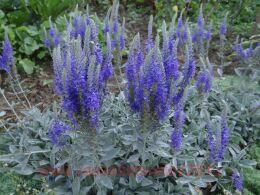 �������� ����������� �Silver Carpet� 8
