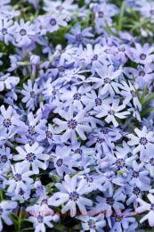   Fabulous Blue Dark Center 26