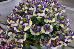  Escential Elderberry 9