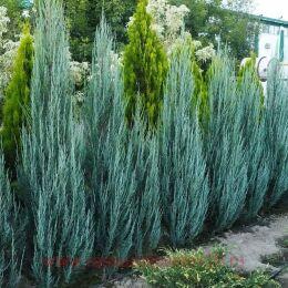 ������������ �������� Blue Arrow (������� ������) 9