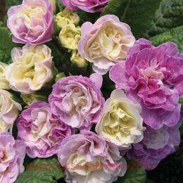  Belarina Pink ice 35