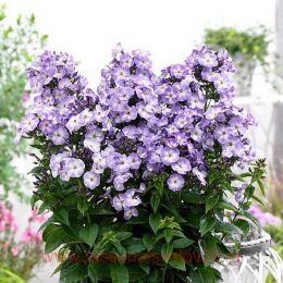   Younique Old Blue 72