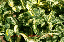 ��������� ������� ������ ������� (Golden Harlequin) 11