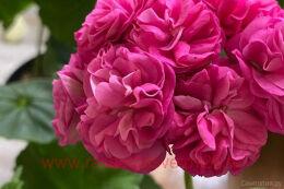 ���������� ���������� �-�������� ����������