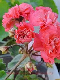 ���������� �-���� ���� 