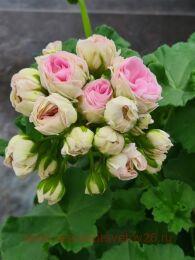 ���������� ��-��������