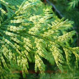  Thuja pl. 'Zebrina' 19