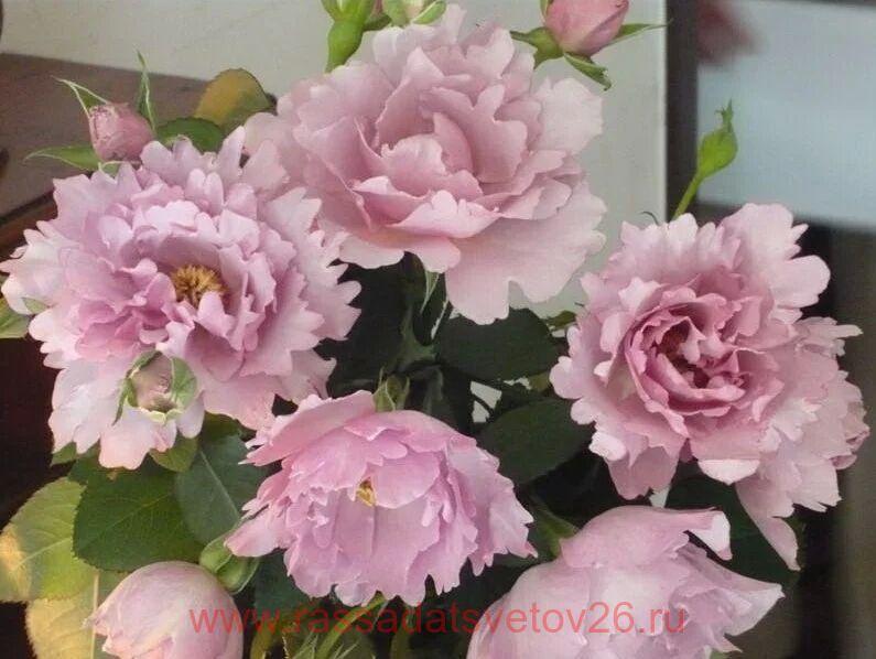 Купить Роза Кутюр Роз Тилия Couture Rose Tilia (Флорибунда )(Осень 2024г.) в Рос