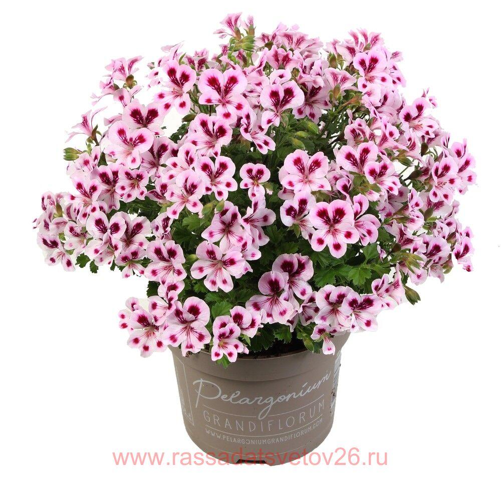 Купить Пеларгония ангел Angel Joy 70 с доставкой по всей России
