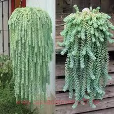 Купить ОЧИТОК МОРГАНА с доставкой по всей России