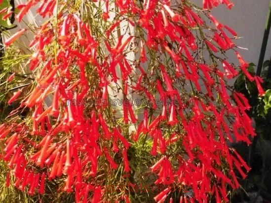 Купить Русселия хвощевидная с доставкой по всей России