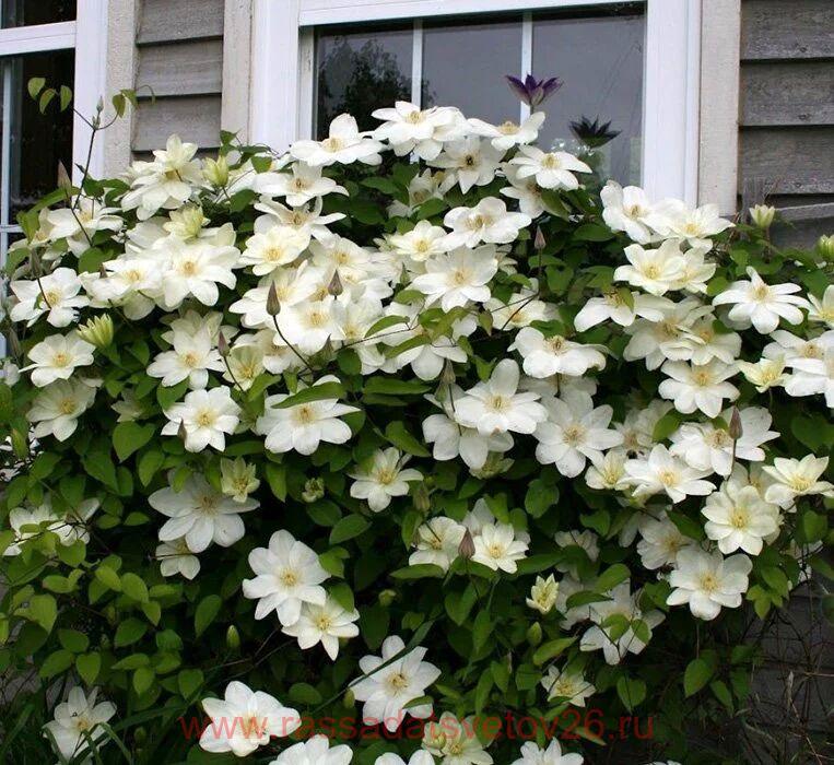 Guernsey cream клематис описание и фото
