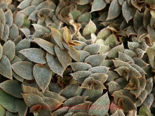 Купить Цианотис кьюсский 26 с доставкой по всей России