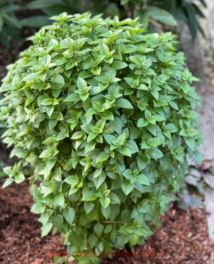 Купить Базилик Basilic кипрский с доставкой по всей России