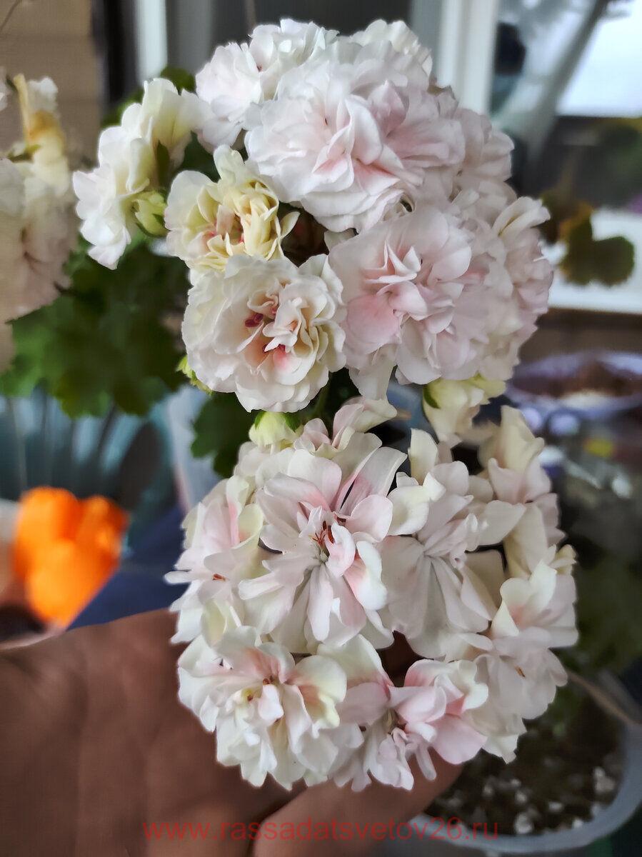 Ив галина уланова пеларгония фото и описание